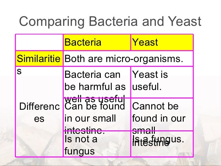 Fungi and Bacteria