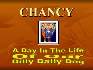CHANCY A Day In The Life Of Our  Dilly Dally Dog 