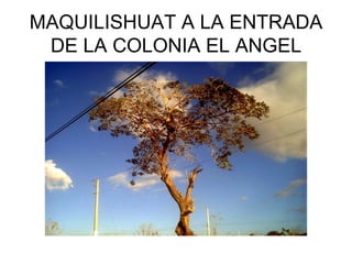 MAQUILISHUAT A LA ENTRADA DE LA COLONIA EL ANGEL 