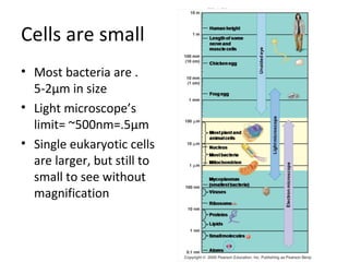 Cells are small Most bacteria are .5-2µm in size Light microscope’s limit= ~500nm=.5µm Single eukaryotic cells are larger, but still to small to see without magnification 