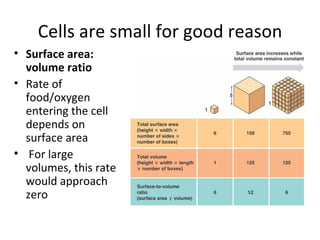 Cells are small for good reason Surface area: volume ratio Rate of food/oxygen entering the cell depends on surface area For large volumes, this rate would approach zero 