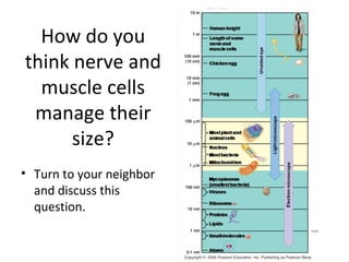 How do you think nerve and muscle cells manage their size? Turn to your neighbor and discuss this question. 