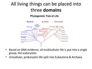 All living things can be placed into three  domains Based on DNA evidence, all multicellular life is put into a single group, the eukaryotes Unicellular, prokaryotic life split into Eubacteria & Archaea 
