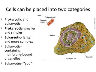 Cells can be placed into two categories Prokaryotic and eukaryotic Prokaryotic - smaller and simpler Eukaryotic - larger and more complex Eukaryotic- containing membrane-bound organelles Eukaryotes- “you” 