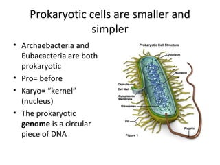 Prokaryotic cells are smaller and simpler Archaebacteria and Eubacacteria are both prokaryotic Pro= before Karyo= “kernel” (nucleus) The prokaryotic  genome  is a circular piece of DNA 