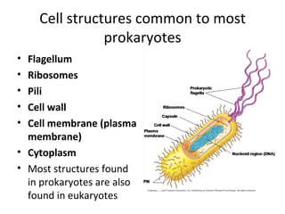 Cell structures common to most prokaryotes Flagellum Ribosomes Pili Cell wall Cell membrane (plasma membrane) Cytoplasm Most structures found in prokaryotes are also found in eukaryotes 