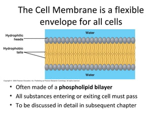 The Cell Membrane is a flexible envelope for all cells Often made of a  phospholipid bilayer All substances entering or exiting cell must pass To be discussed in detail in subsequent chapter 