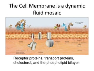 The Cell Membrane is a dynamic fluid mosaic Receptor proteins, transport proteins, cholesterol, and the phospholipid bilayer 