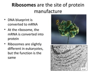 Ribosomes  are the site of protein manufacture DNA blueprint is converted to mRNA At the ribosome, the mRNA is converted into protein Ribosomes are slightly different in eukaryotes, but the function is the same 