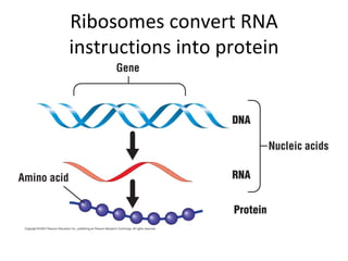 Ribosomes convert RNA instructions into protein 