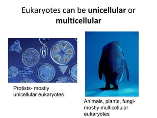 Eukaryotes can be  unicellular  or  multicellular Protists- mostly unicellular eukaryotes Animals, plants, fungi- mostly multicellular eukaryotes 