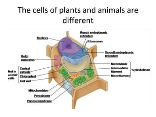 The cells of plants and animals are different 