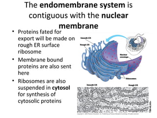 The  endomembrane system  is contiguous with the  nuclear membrane Proteins fated for export will be made on rough ER surface ribosome Membrane bound proteins are also sent here Ribosomes are also suspended in  cytosol  for synthesis of cytosolic proteins 