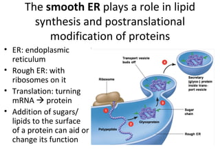 The  smooth ER  plays a role in lipid synthesis and postranslational modification of proteins ER: endoplasmic reticulum Rough ER: with ribosomes on it Translation: turning mRNA    protein Addition of sugars/ lipids to the surface of a protein can aid or change its function 