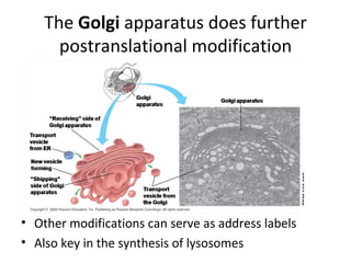 The  Golgi  apparatus does further postranslational modification Other modifications can serve as address labels Also key in the synthesis of lysosomes 