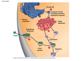 LE 4-10a-2 Plasma membrane Rough ER Lysosomes Transport vesicle (containing inactive hydrolytic enzymes) Golgi apparatus Engulfment of particle “ Food” Food vacuole Digestion 