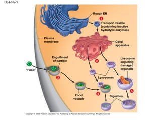 LE 4-10a-3 Plasma membrane Rough ER Lysosomes Transport vesicle (containing inactive hydrolytic enzymes) Golgi apparatus Engulfment of particle “ Food” Food vacuole Digestion Lysosome engulfing damaged organelle 