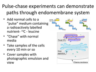 Pulse-chase experiments can demonstrate paths through endomembrane system Add normal cells to a “pulse” medium containing a radioactively labelled nutrient-  14 C - leucine “ Chase” with normal media Take samples of the cells every 10 min or so Cover samples with photographic emulsion and view 