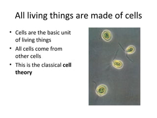 All living things are made of cells Cells are the basic unit of living things All cells come from other cells This is the classical  cell theory 