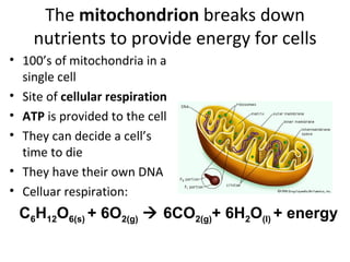 The  mitochondrion  breaks down nutrients to provide energy for cells 100’s of mitochondria in a single cell Site of  cellular   respiration ATP  is provided to the cell They can decide a cell’s time to die They have their own DNA Celluar respiration: C 6 H 12 O 6(s)  + 6O 2(g)     6CO 2(g) + 6H 2 O (l)  + energy 