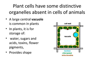 Plant cells have some distinctive organelles absent in cells of animals A large central  vacuole  is common in plants In plants, it is for storage of: water, sugars and acids, toxins, flower pigments,  Provides shape 