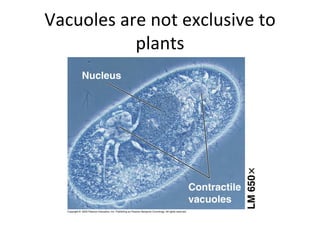 Vacuoles are not exclusive to plants 