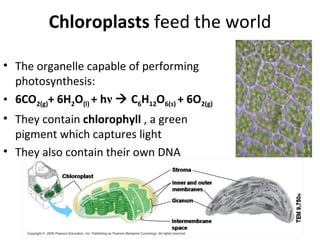 Chloroplasts  feed the world The organelle capable of performing photosynthesis: 6CO 2(g) + 6H 2 O (l)  + h ν     C 6 H 12 O 6(s)  + 6O 2(g)   They contain  chlorophyll  , a green pigment which captures light They also contain their own DNA 