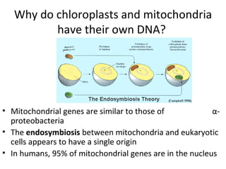 Why do chloroplasts and mitochondria have their own DNA?  Mitochondrial genes are similar to those of  α -proteobacteria The  endosymbiosis  between mitochondria and eukaryotic cells appears to have a single origin In humans, 95% of mitochondrial genes are in the nucleus 