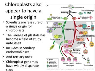 Scientists are less sure of a single origin for chloroplasts The lineage of plastids has become a field of study unto itself Includes secondary endosymbioses And tertiary ones Chloroplast genomes have widely disparate sizes Chloroplasts also appear to have a single origin 