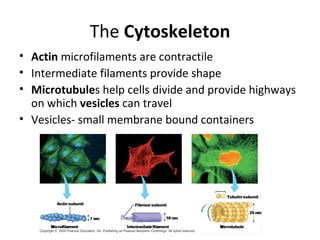 The  Cytoskeleton Actin  microfilaments are contractile Intermediate filaments provide shape Microtubule s help cells divide and provide highways on which  vesicles  can travel Vesicles- small membrane bound containers 