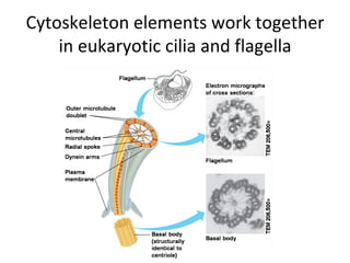 Cytoskeleton elements work together in eukaryotic cilia and flagella 