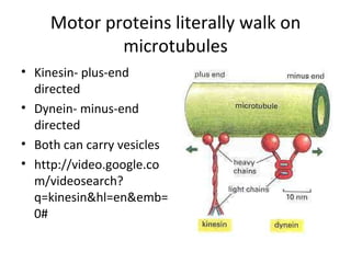 Motor proteins literally walk on microtubules Kinesin- plus-end directed Dynein- minus-end directed Both can carry vesicles http://video.google.com/videosearch?q=kinesin&hl=en&emb=0# 