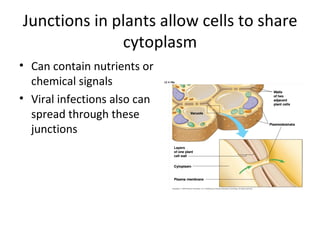 Junctions in plants allow cells to share cytoplasm Can contain nutrients or chemical signals Viral infections also can spread through these junctions 