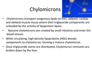 Chylomicrons Chylomicrons transport exogenous lipids to liver, adipose, cardiac and skeletal muscle tissue where their triglyceride components are unloaded by the activity of lipoprotein lipase.  Nascent chylomicrons are created by small intestine and enter the  blood stream. While circulating, high-density lipoproteins (HDL) donate components to chylomicron, forming a mature chylomicron. Once triglyceride stores are distributed, Chylomicron remnants are broken down by the liver. 