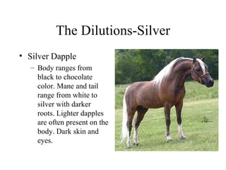 The Dilutions-Silver Silver Dapple Body ranges from black to chocolate color. Mane and tail range from white to silver with darker roots. Lighter dapples are often present on the body. Dark skin and eyes. 