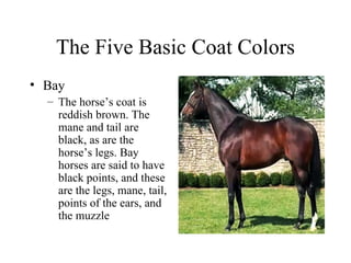 Colors And Markings | PPT