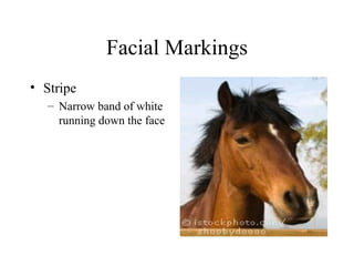 Facial Markings Stripe Narrow band of white running down the face 