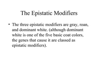 The Epistatic Modifiers The three epistatic modifiers are gray, roan, and dominant white. (although dominant white is one of the five basic coat colors, the genes that cause it are classed as epistatic modifiers). 