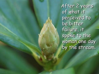 After 2 years of what it perceived to be bitter failure, it spoke to the woman one day by the stream. 