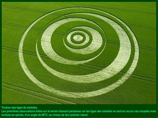 Torsion des tiges de céréales. Les premières observations faites sur le terrain laissent perplexes car les tiges des céréales ne sont en aucun cas coupées mais tordues en spirale, d'un angle de 90°C, au niveau de leur premier nœud. 