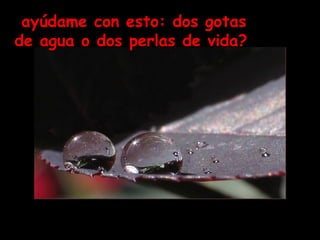 ayúdame con esto: dos gotas de agua o dos perlas de vida? 