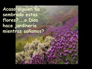 Acaso alguien ha sembrado estas flores?...o Dios hace jardinería mientras soñamos? 