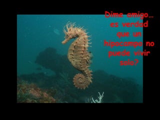 Dime amigo…es verdad que un hipocampo no puede vivir solo? 