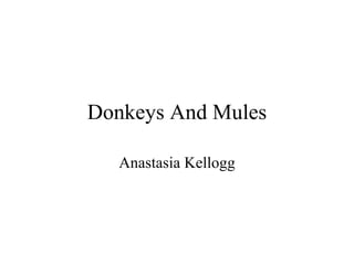 Donkeys And Mules Anastasia Kellogg 