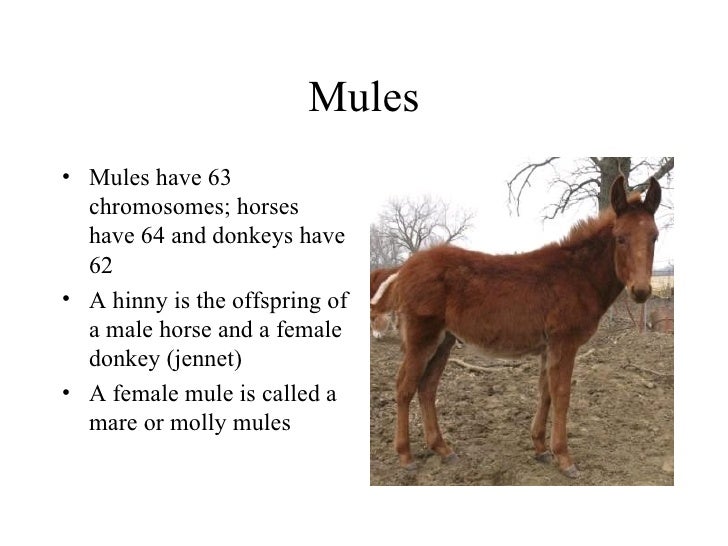 Why are mules sterile?