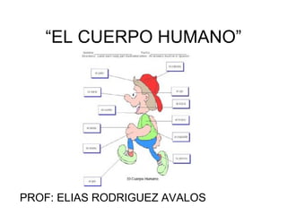 “ EL CUERPO HUMANO” PROF: ELIAS RODRIGUEZ AVALOS 