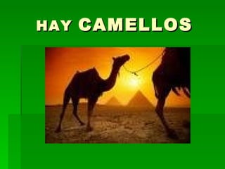 HAY  CAMELLOS 