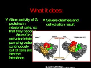 What it does: Alters activity of G proteins in intestinal cells, so that they become  “stuck” in an activated state, pumping water continuously  out of cells and  into the  intestines Severe diarrhea and dehydration result Dr. Wim Hol, U Washington at: http://depts.washington.edu/biowww/faculty/hol.html 
