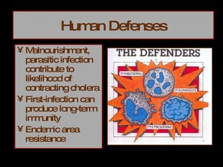 Human Defenses Malnourishment, parasitic infection contribute to likelihood of contracting cholera First-infection can produce long-term immunity Endemic area resistance  