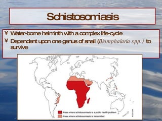 Schistosomiasis Water-borne helminth with a complex life-cycle Dependent upon one genus of snail ( Biomphalaria   spp. )  to survive 